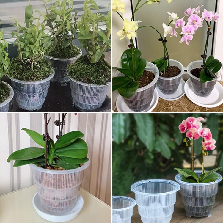 Clear Orchid Pot with Holes - Medium