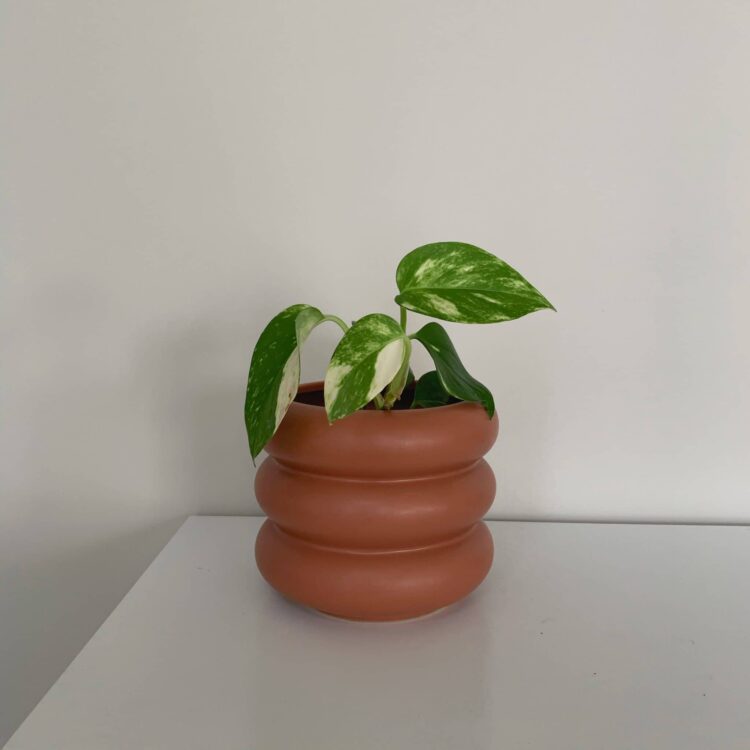 Small Milan Planter - Rosewood